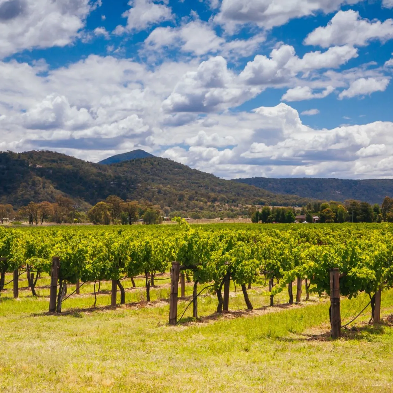 1 Day Hunter Valley Wine Tour