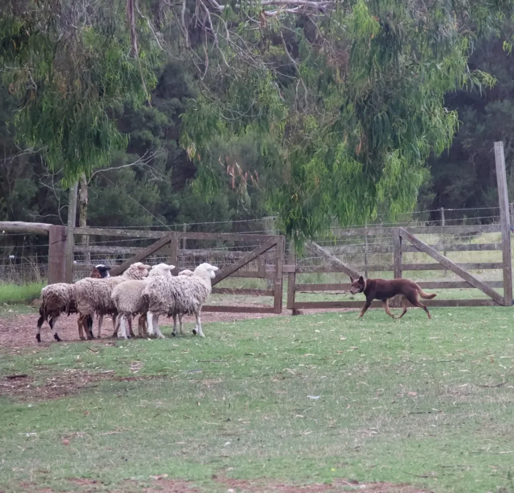 Churchill Island Heritage Farm