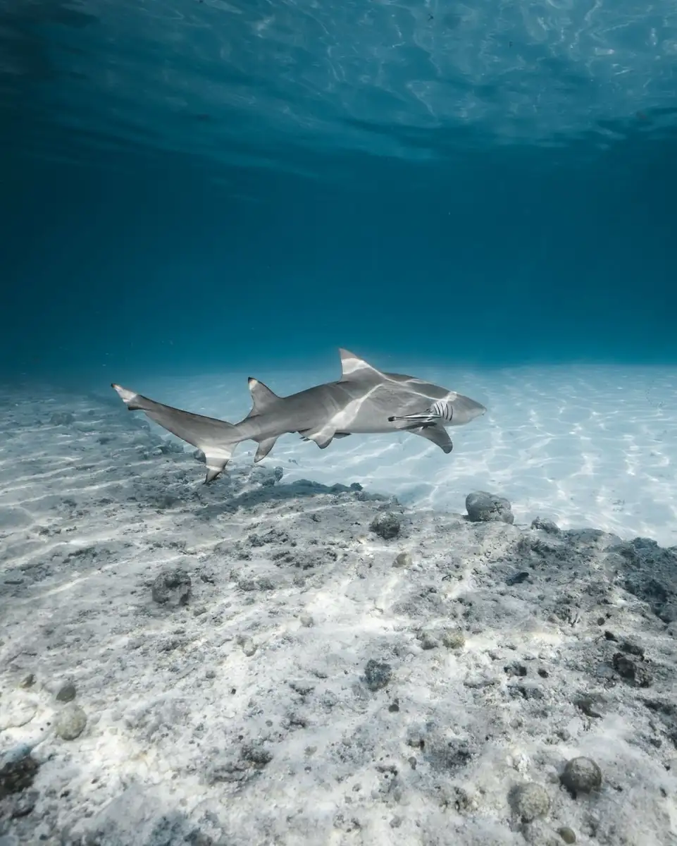 Great Barrier Reef – Snorkelling In Clear Coral Waters