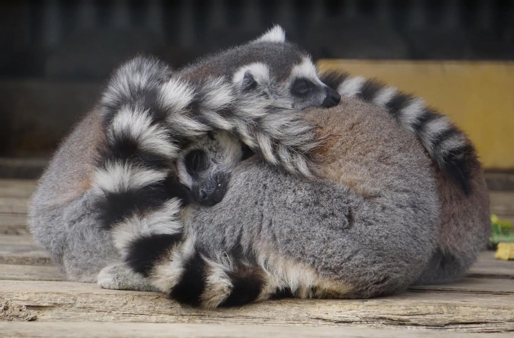 Hunter Valley Zoo
