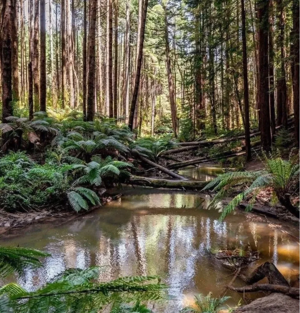 Otway Ranges