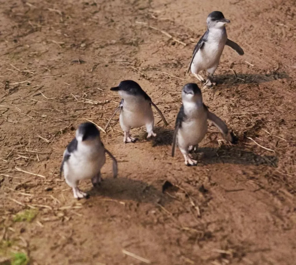 Phillip Island Penguin Parade