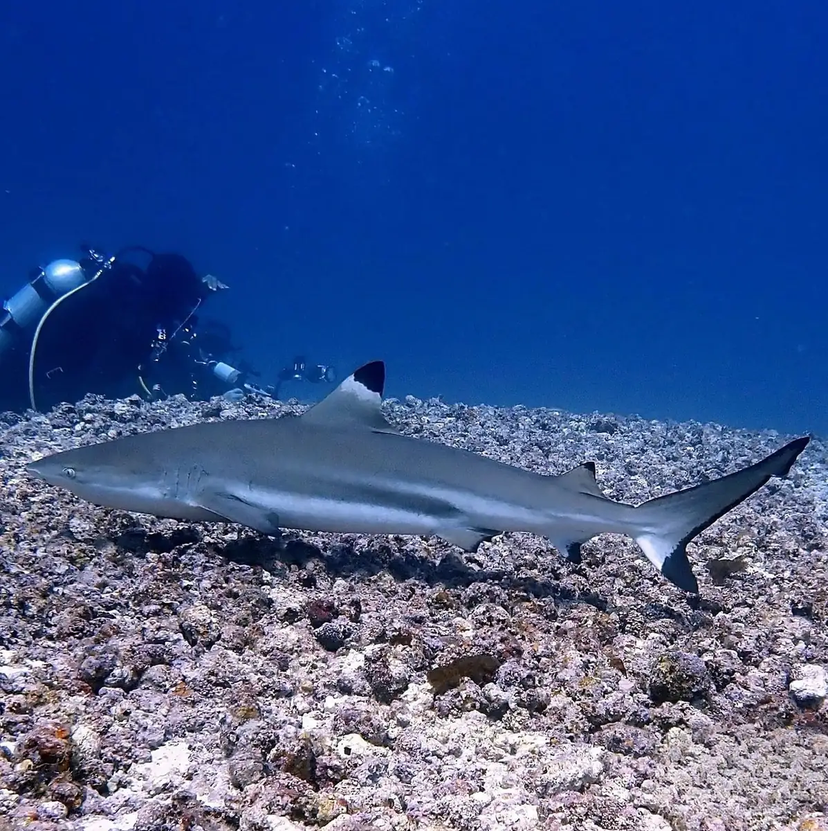 Reef Sharks vs The Big Boys