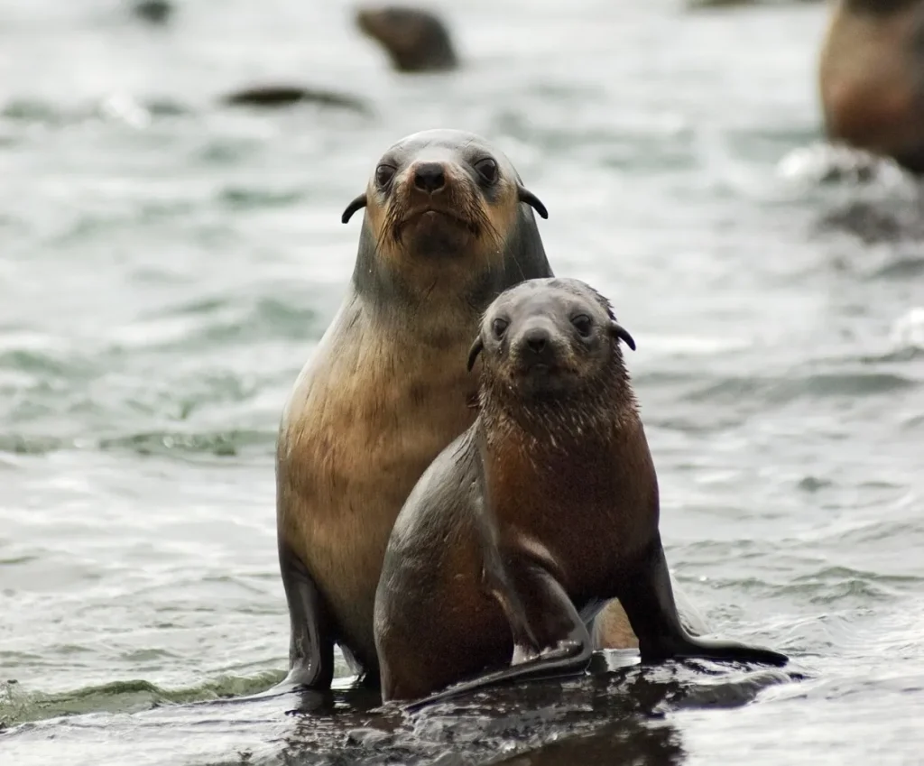 Seal Rocks