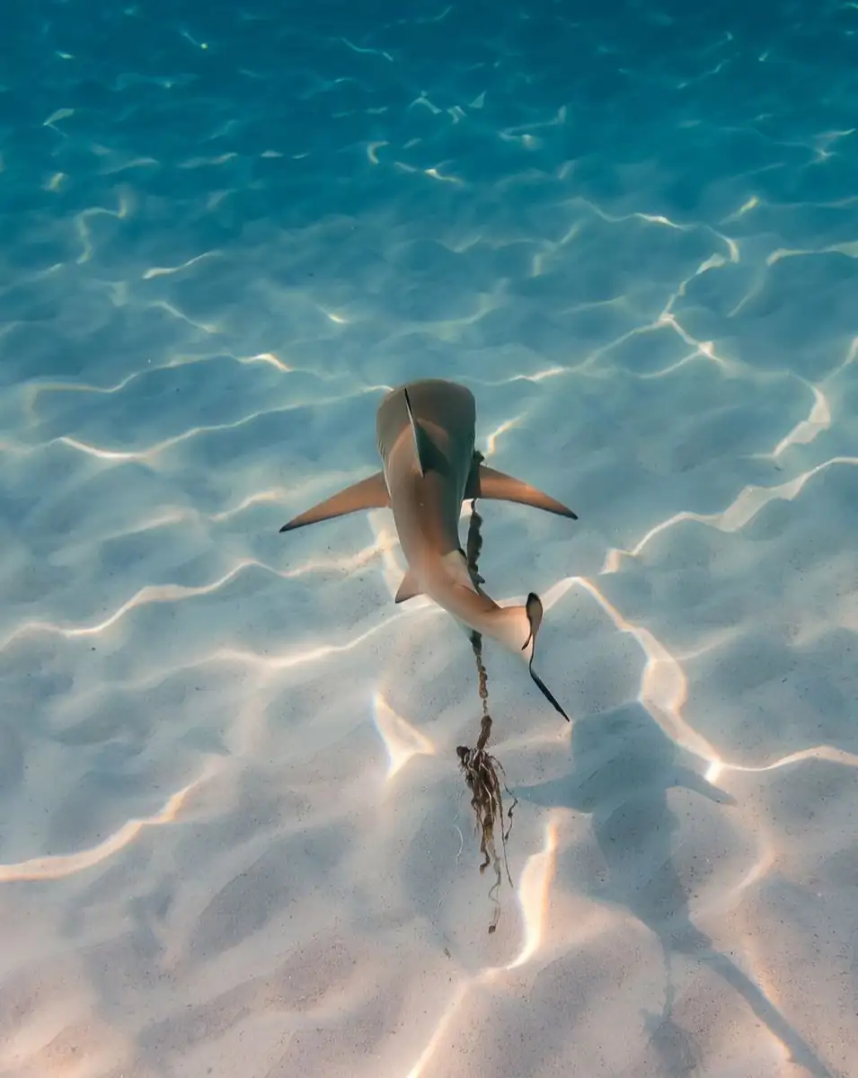 Shark Attacks – Putting Things Into Perspective