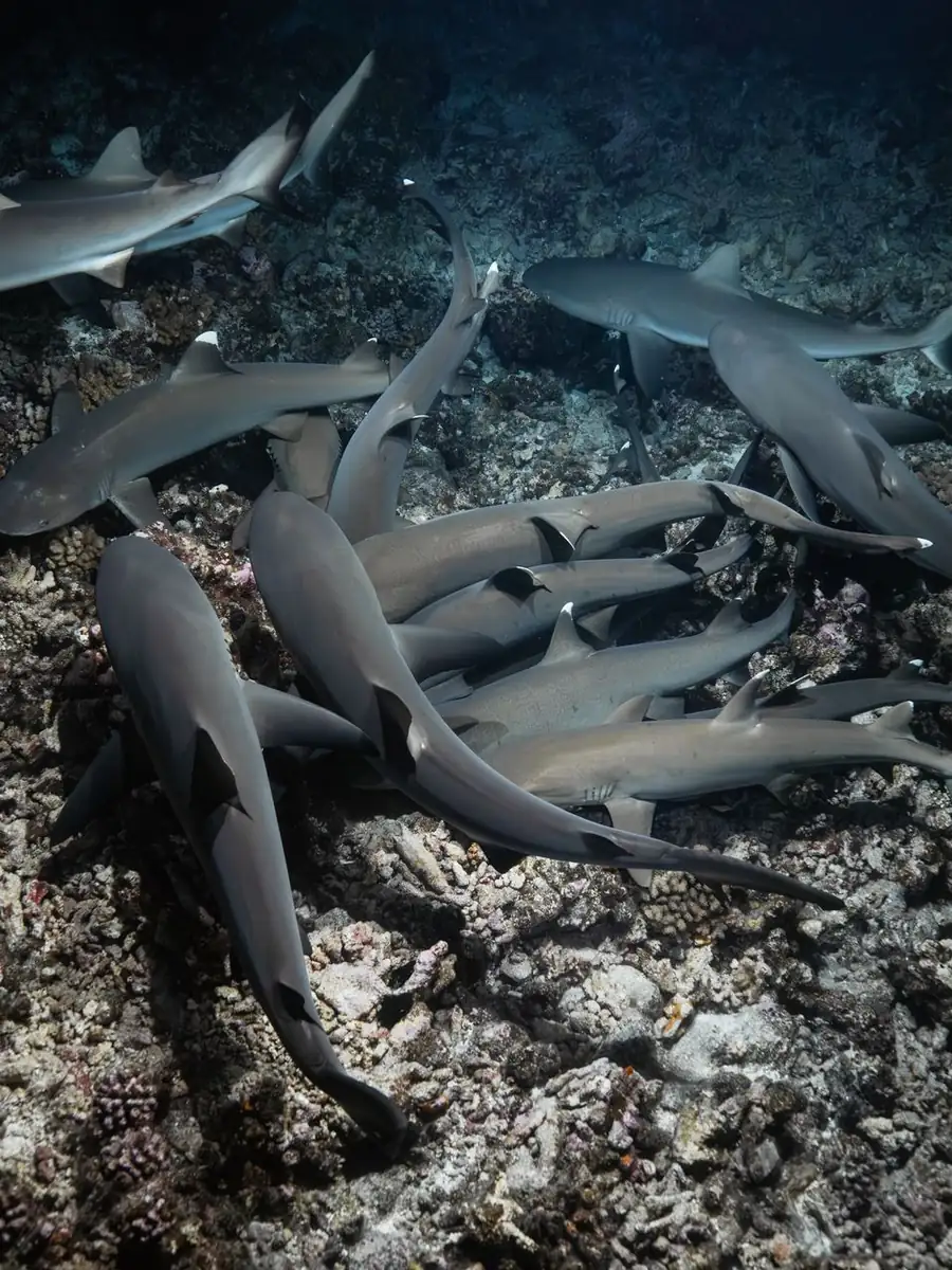Top 5 Sites to Spot Reef Sharks
