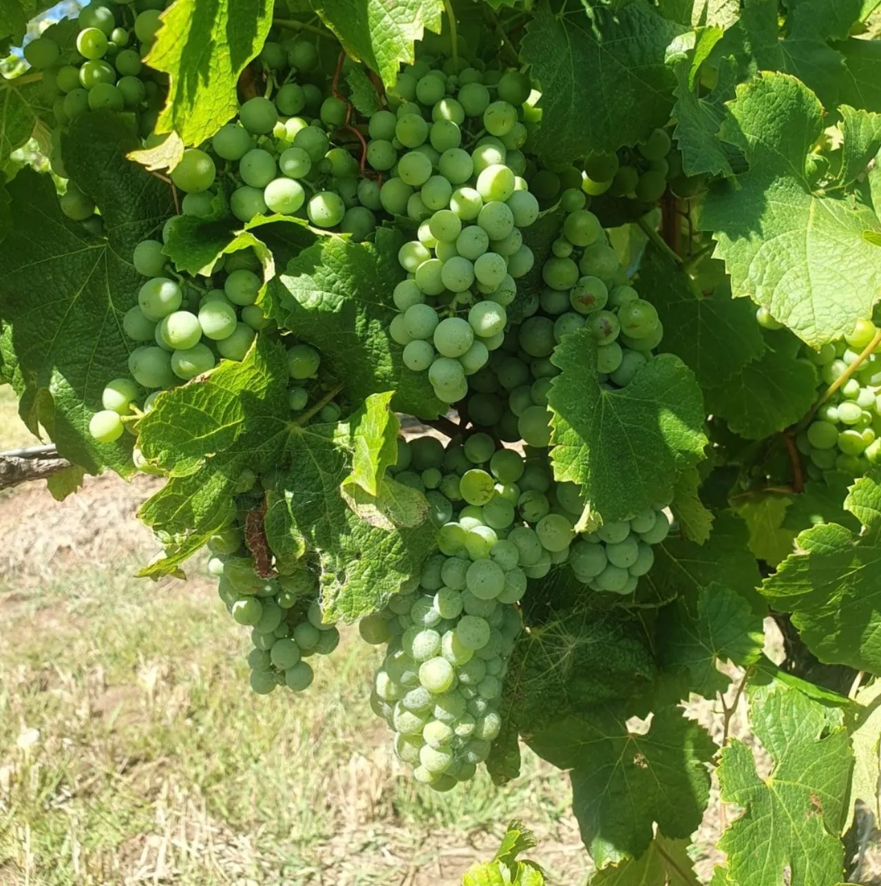 What to Do in the Hunter Valley If You Don’t Drink